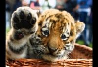 Babydieren Babydieren