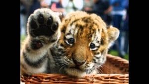 Babydieren 3 Babydieren 3