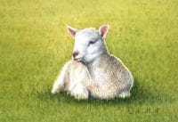 Lammetje, lammetje, lammetje Lammetje, lammetje, lammetje