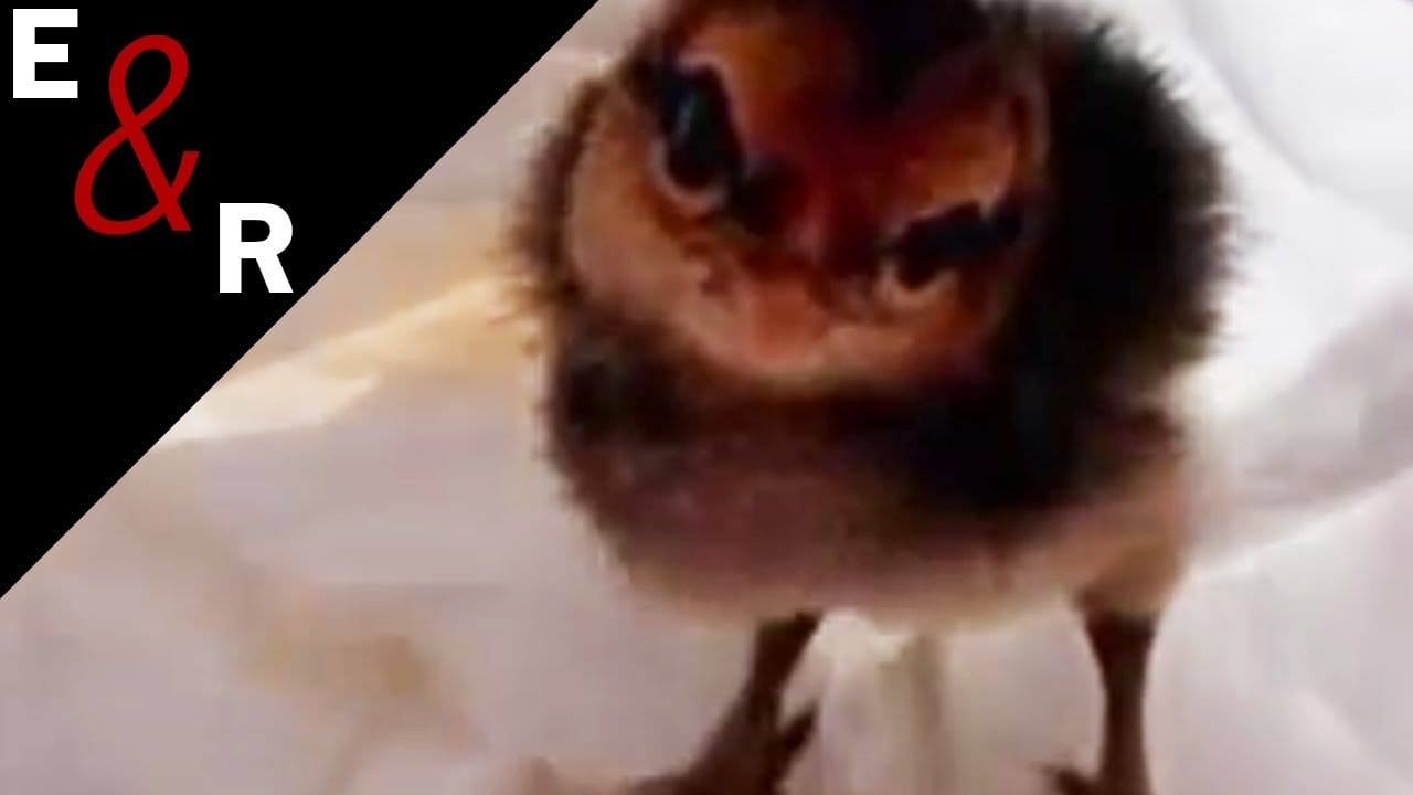 Ik Zag een Kuikentje door Elly & Rikkert 1 Ik Zag een Kuikentje door Elly & Rikkert 1