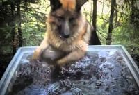 Grappige honden filmpjes Grappige honden filmpjes