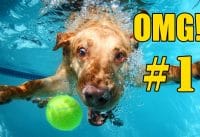 De Beste Grappige Honden Filmpjes De Beste Grappige Honden Filmpjes