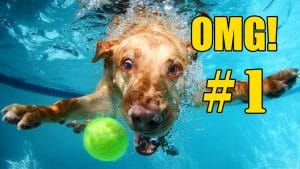 De Beste Grappige Honden Filmpjes 3 De Beste Grappige Honden Filmpjes 3