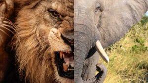 Top 10 Gevaarlijkste Dieren Ter Wereld 21 Top 10 Gevaarlijkste Dieren Ter Wereld 21