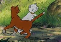 De Aristokatten | Kat Met De Grote K De Aristokatten | Kat Met De Grote K