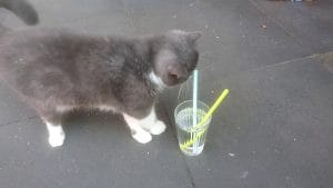 Jack de kitten 20 Jack de kitten 20