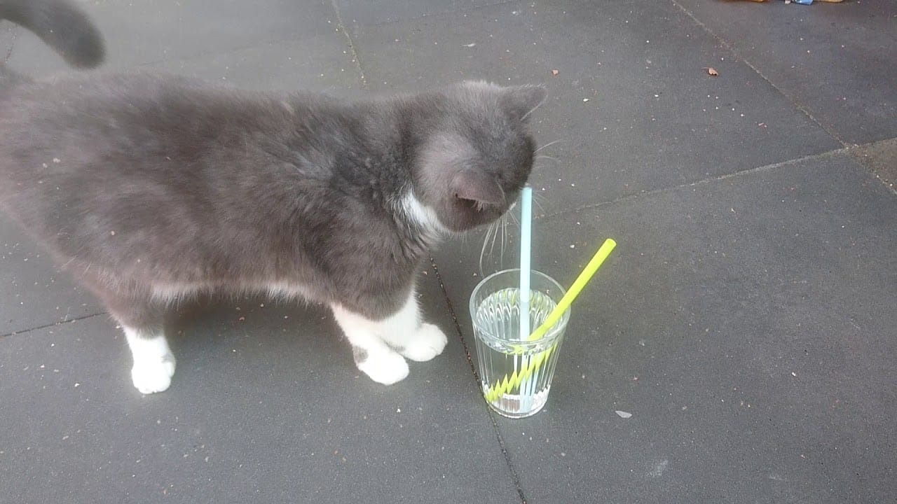 Jack de kitten 1 Jack de kitten 1