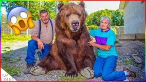 TOP 10 gevaarlijkste huisdieren 15 TOP 10 gevaarlijkste huisdieren 15