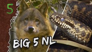 De Big 5 in Nederland 14 De Big 5 in Nederland 14
