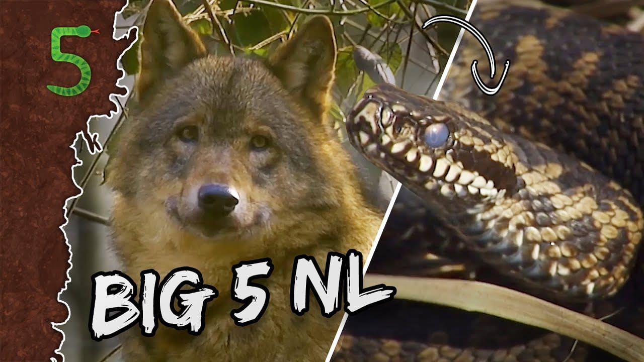 De Big 5 in Nederland 1 De Big 5 in Nederland 1