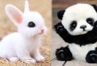 Sooo cute, baby animals Sooo cute, baby animals