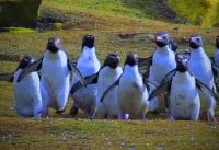 Grappige pinguins Grappige pinguins