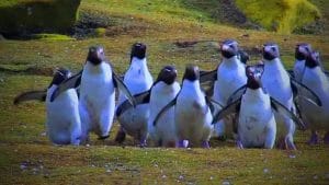 Grappige pinguins 12 Grappige pinguins 12