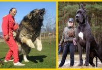 Top 10 Grootste Honden ter Wereld Top 10 Grootste Honden ter Wereld