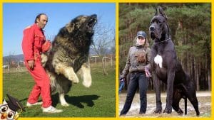 Top 10 Grootste Honden ter Wereld 2 Top 10 Grootste Honden ter Wereld 2