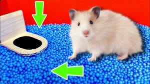 Hamster doolhof 2 Hamster doolhof 2