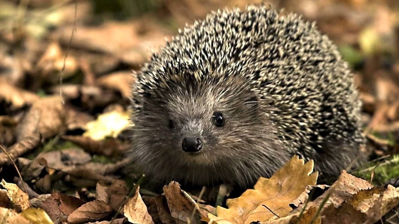 Kijk eens, het is herfst (liedje) 1 Kijk eens, het is herfst (liedje) 1