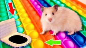 Pop it doolhof voor hamsters 1 Pop it doolhof voor hamsters 1