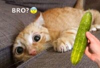 Grappige dierenfilmpjes Grappige dierenfilmpjes