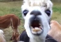 10 grappige alpacafilmpjes 10 grappige alpacafilmpjes