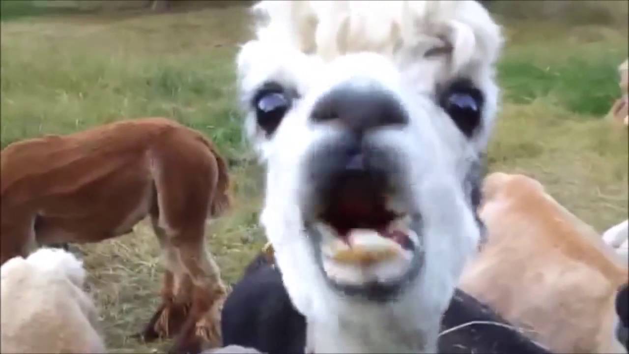 10 grappige alpacafilmpjes 1 10 grappige alpacafilmpjes 1