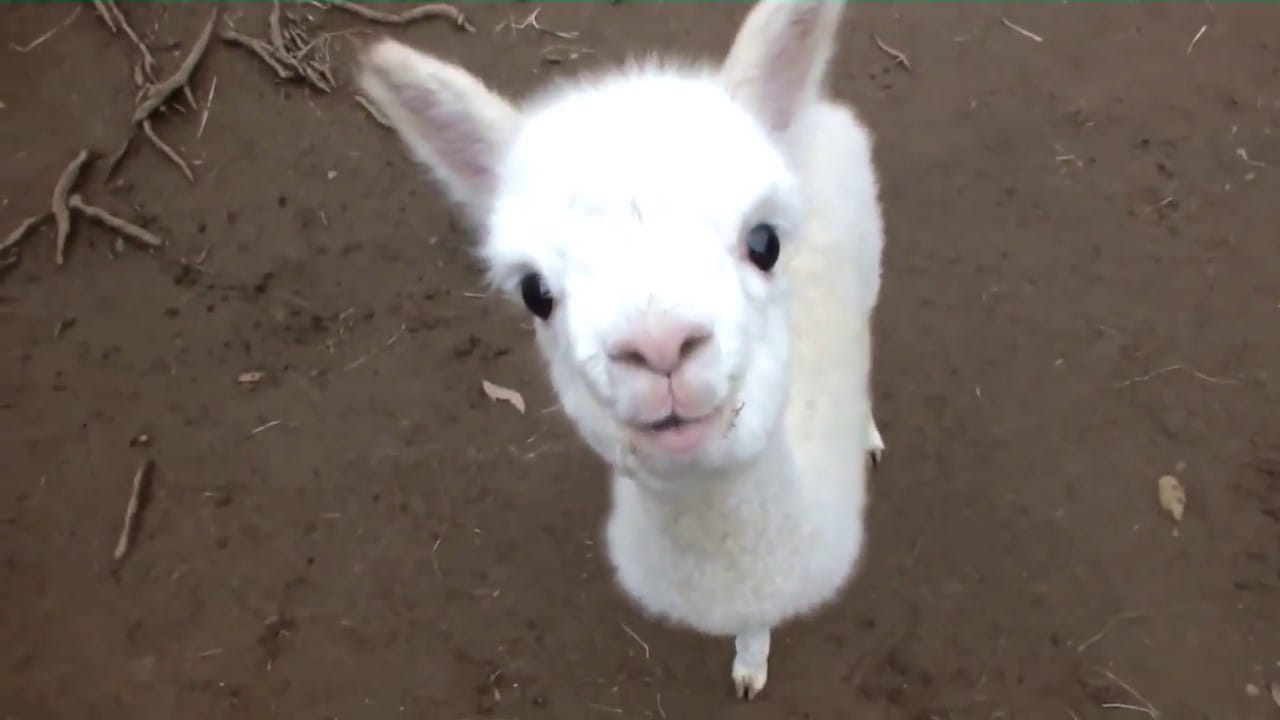 Schattige baby alpaca's 1 Schattige baby alpaca's 1