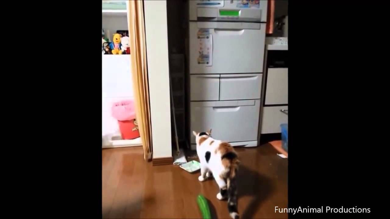 Katten en komkommers Katten en komkommers