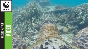 Great Barrier Reef door de ogen van een schildpad met een GoPro 40 Great Barrier Reef door de ogen van een schildpad met een GoPro 40